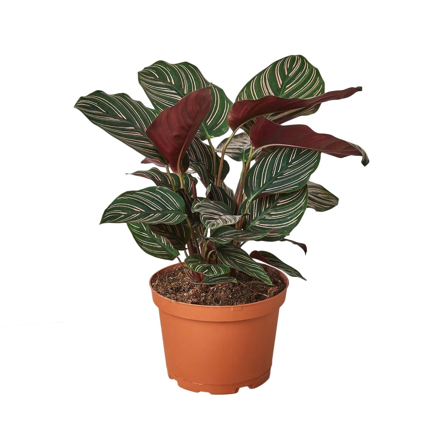 Calathea Vittata Green Thumb Nursery