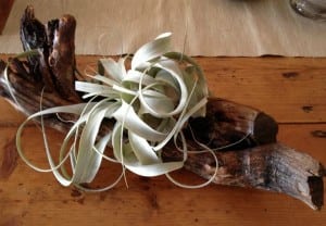 Xerographica-air-plant-mounted-on-old-wood