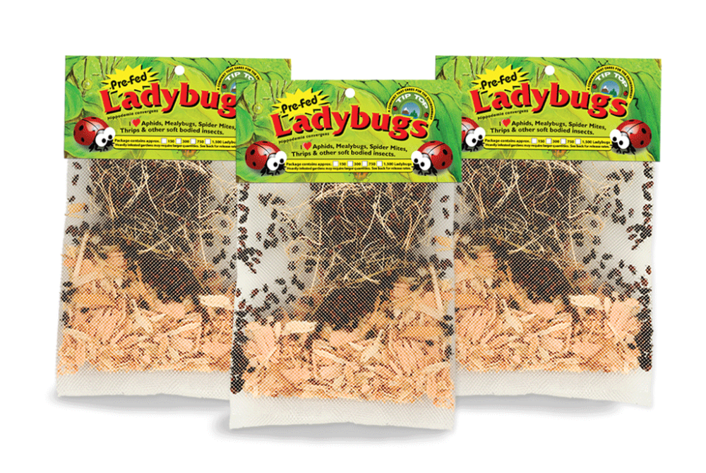 live-ladybugs