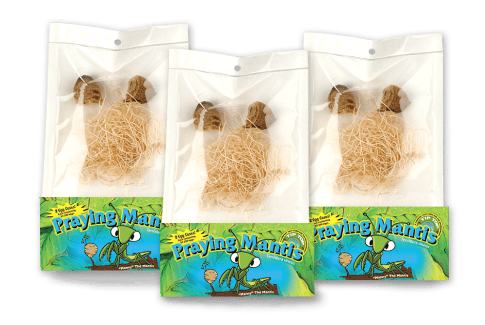 Live Praying Mantis Egg Cases Pouch