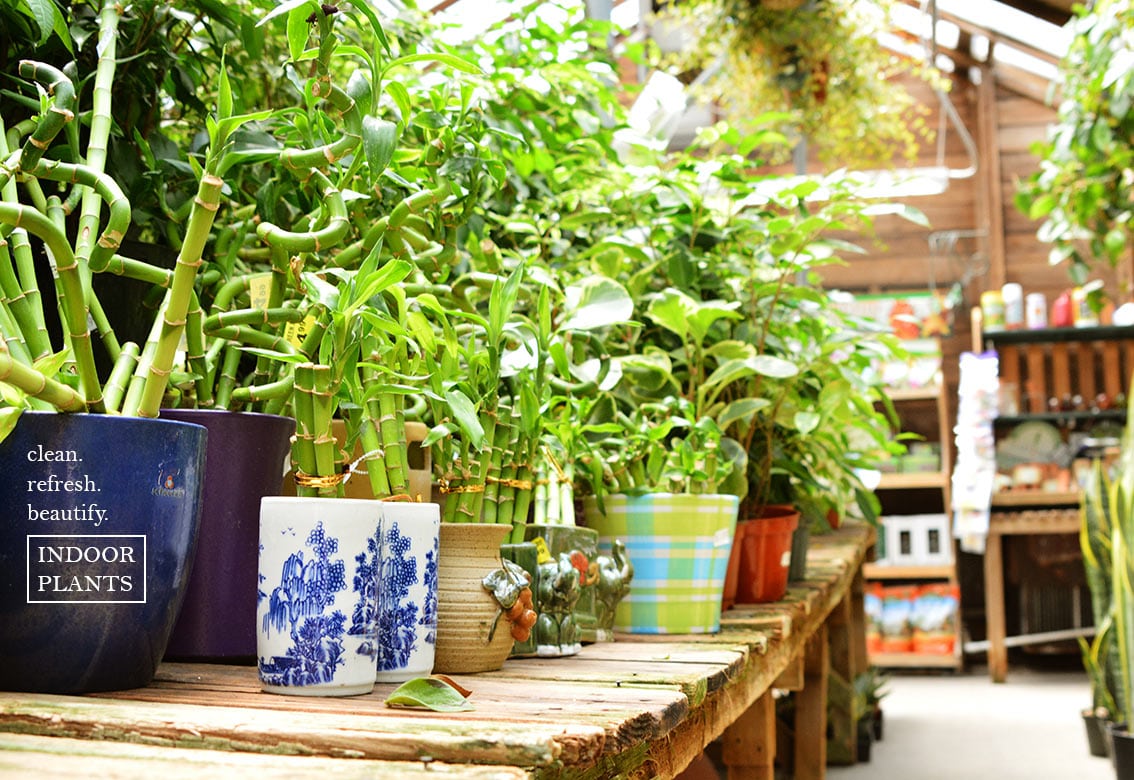 indoor plants - green thumb nursery
