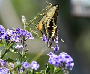 attract-pollinators-to-my-garden-butterfly-pollinator
