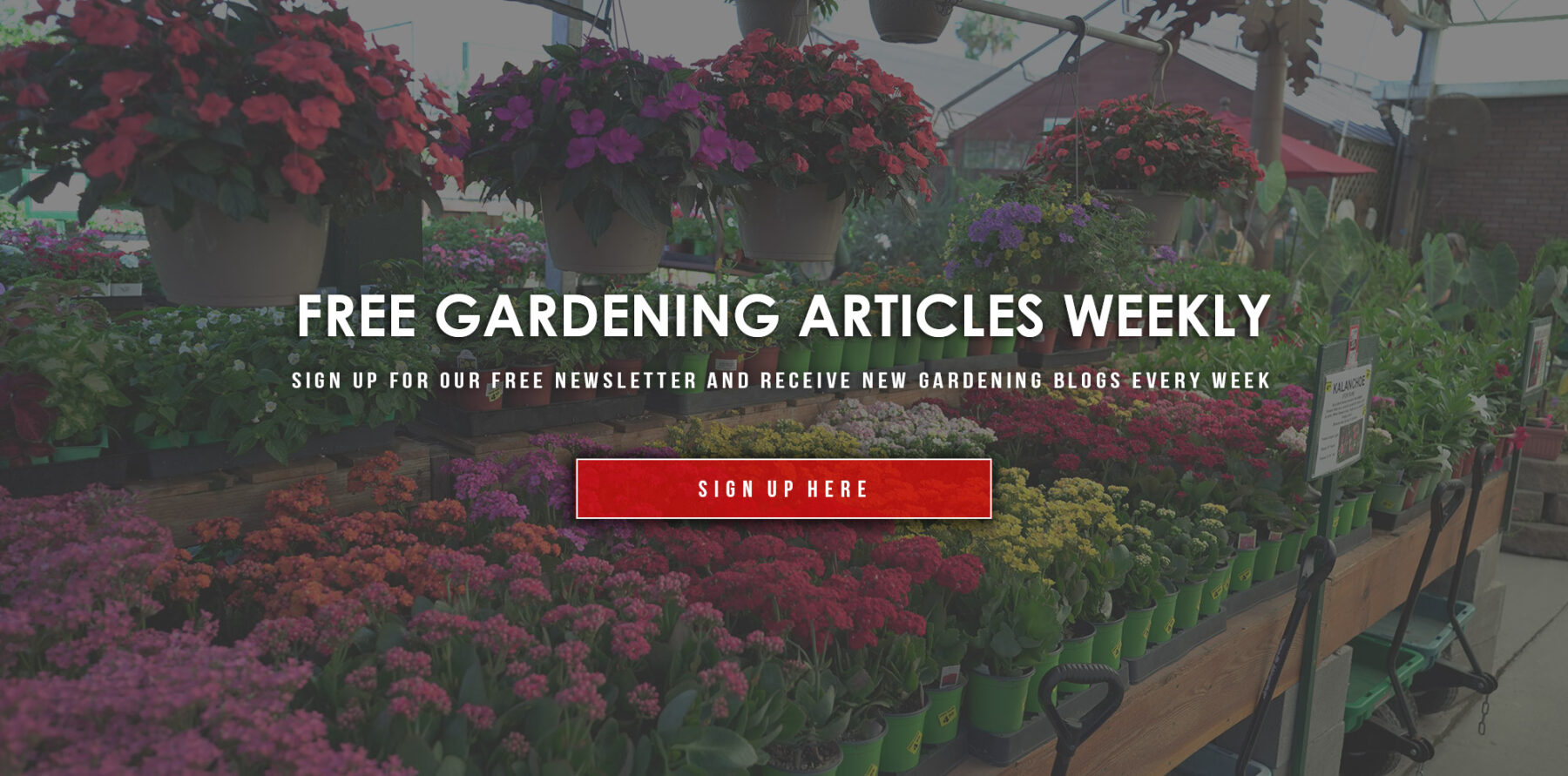 Garden Blog