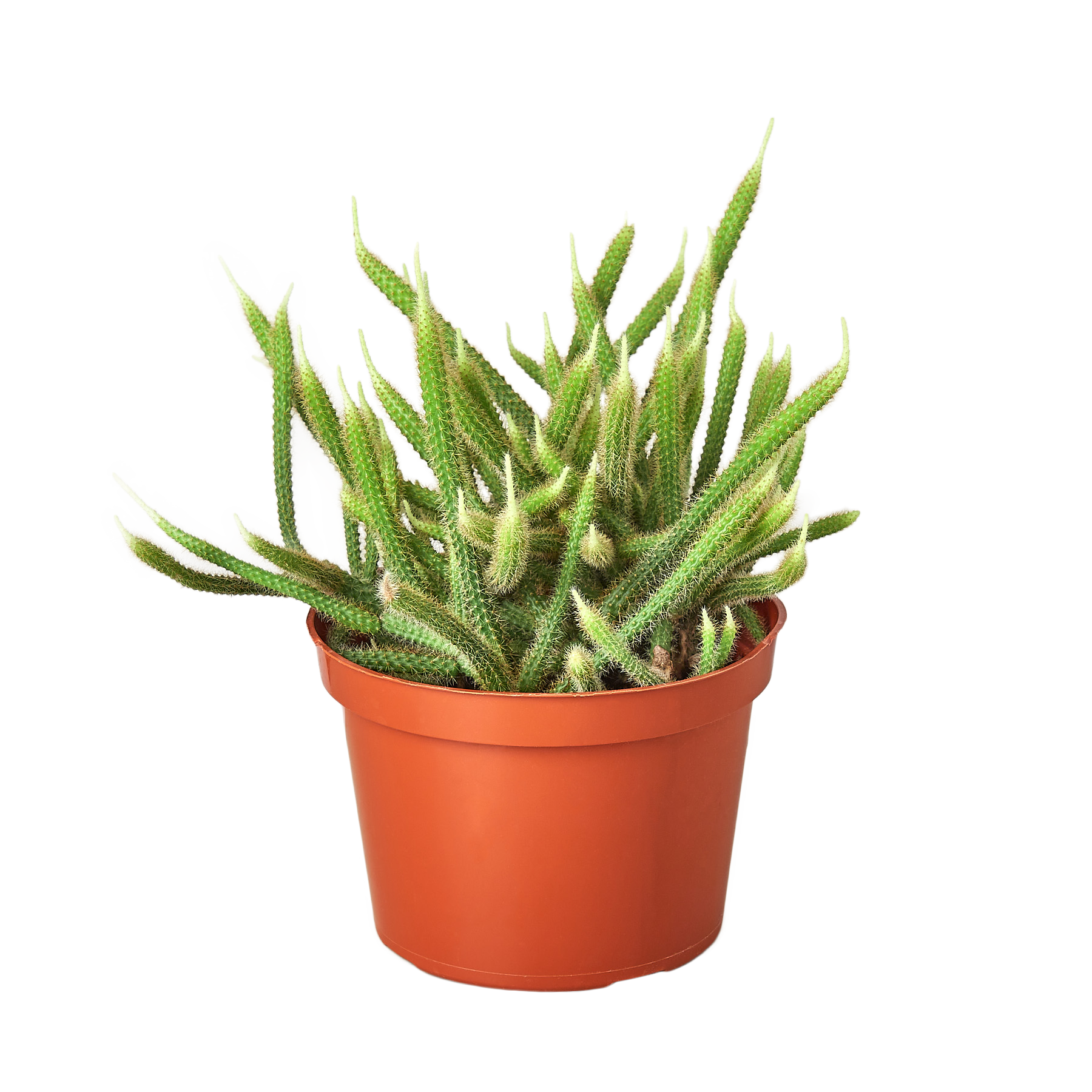 A potted aloe vera plant on a table in the best nursery near me.