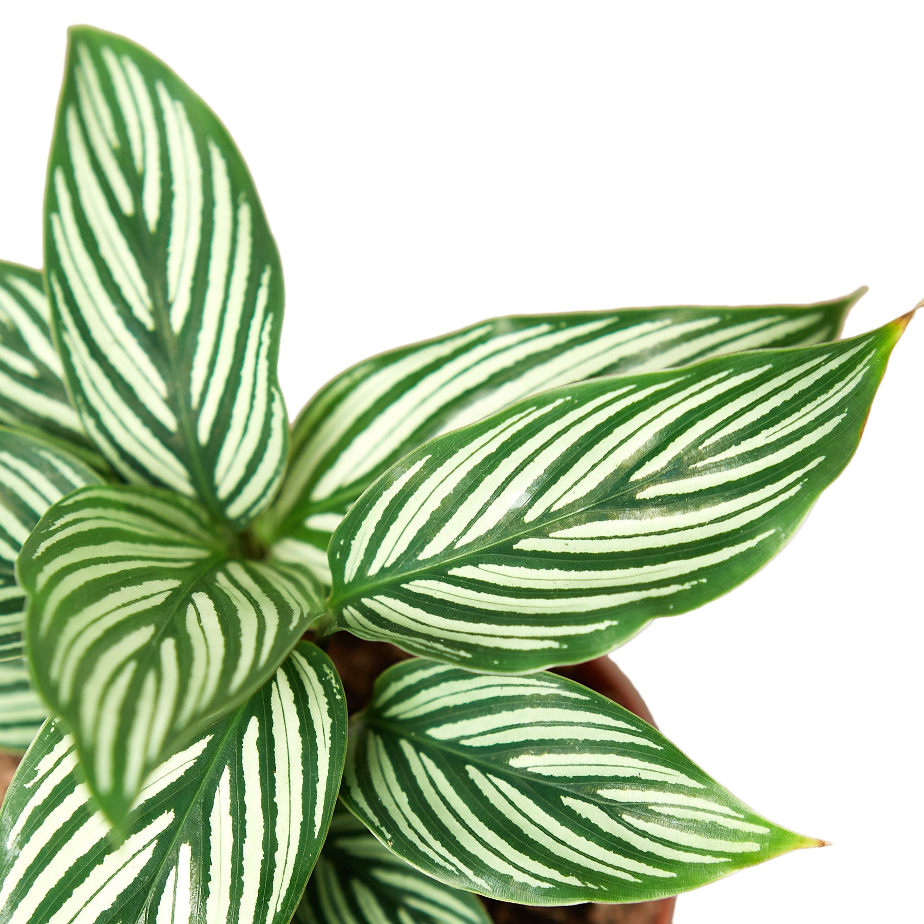 A green and white striped plant in a pot at the best garden nursery near me.