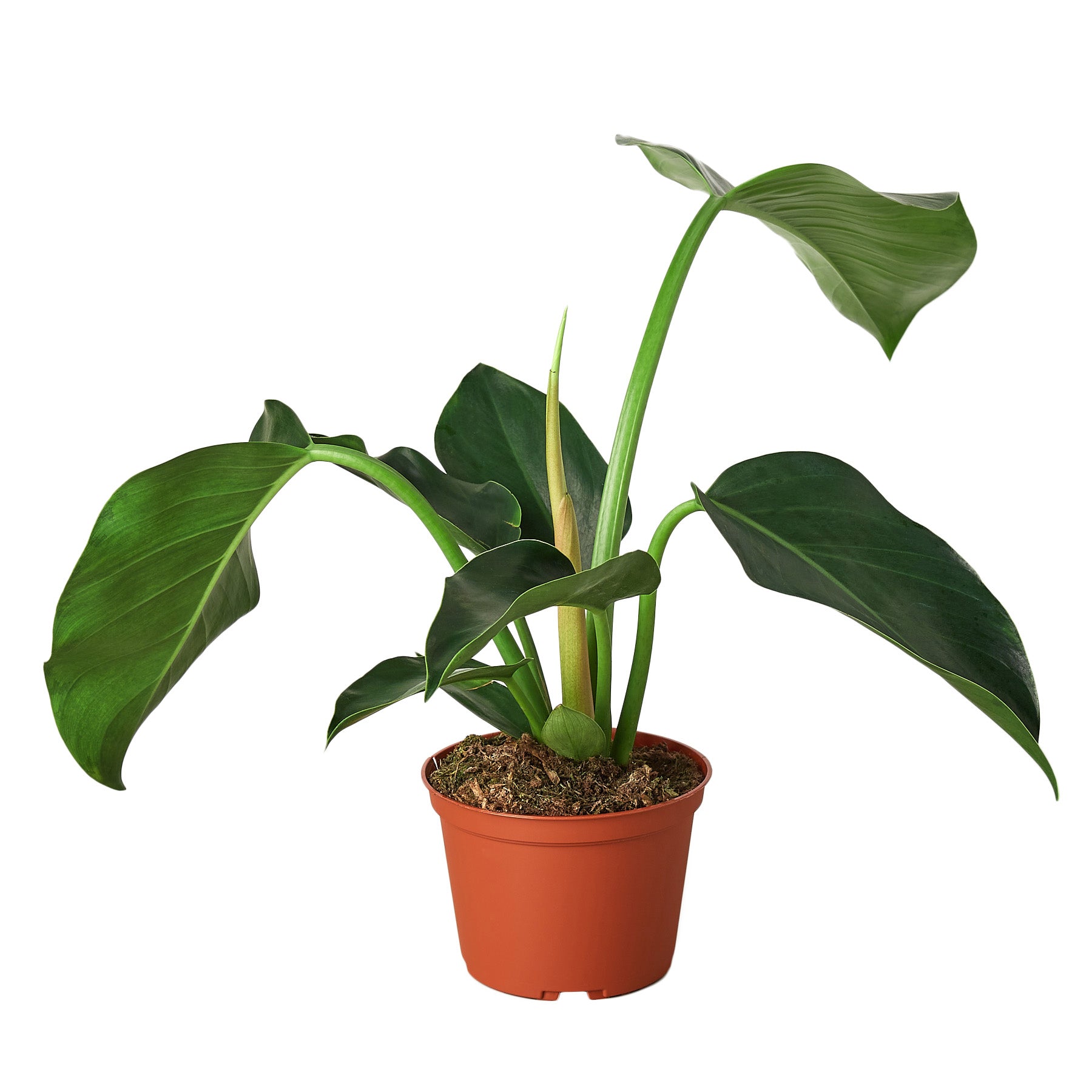 A potted plant on a white background in a nursery near me.