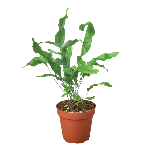 A plant in a pot on a black background at a garden center near me.