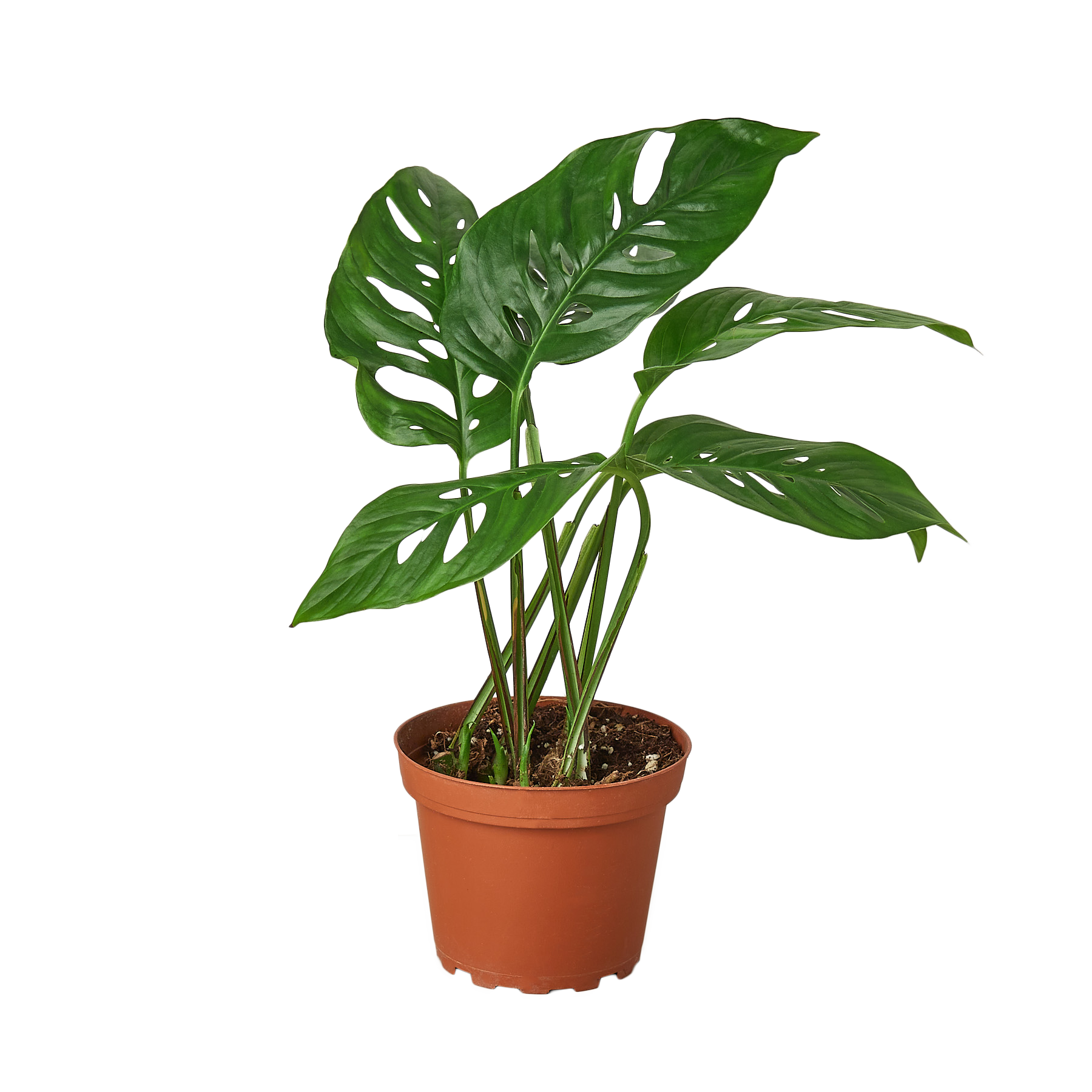 A monstera plant in a pot on a table at a garden center near me.