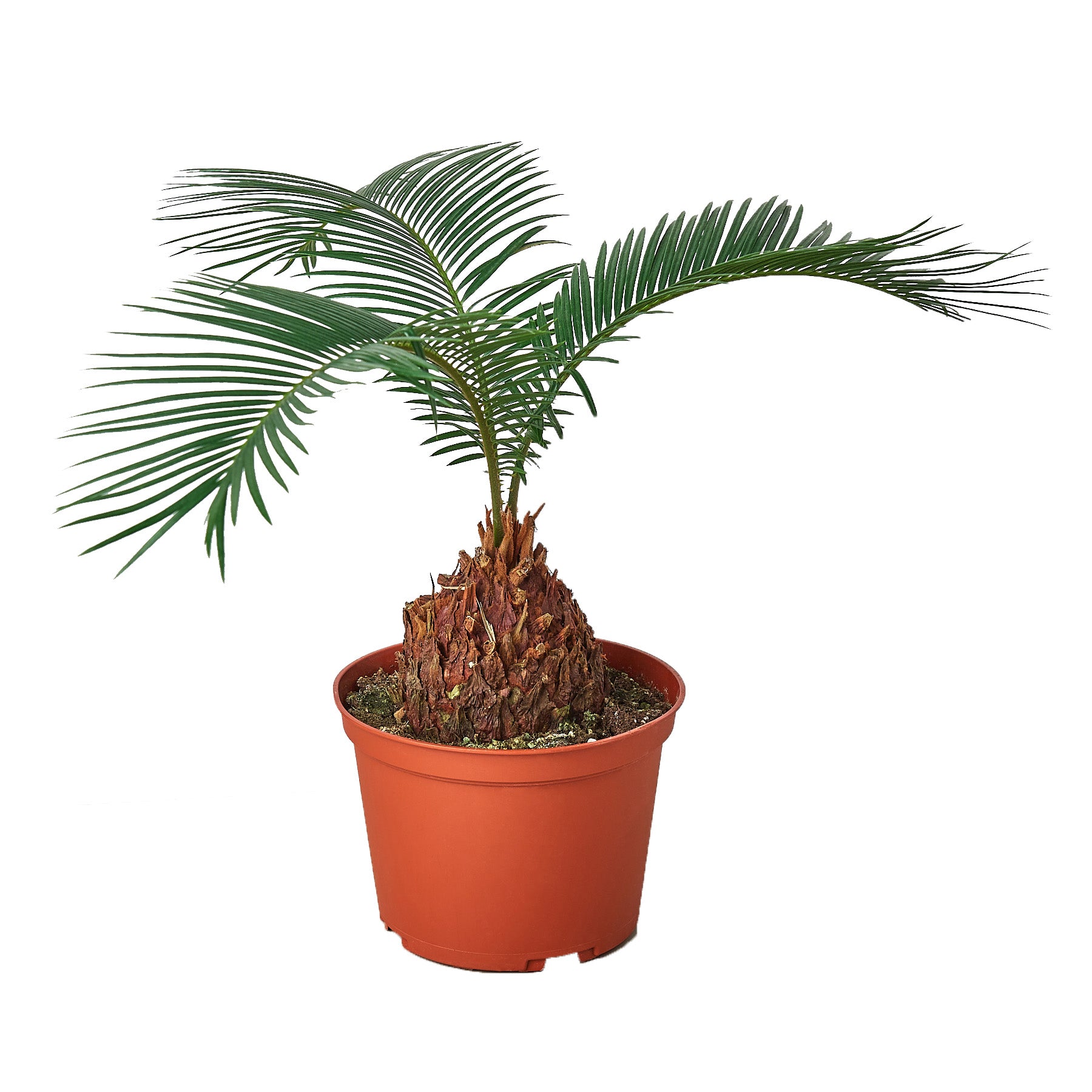 A potted palm tree on a white background.