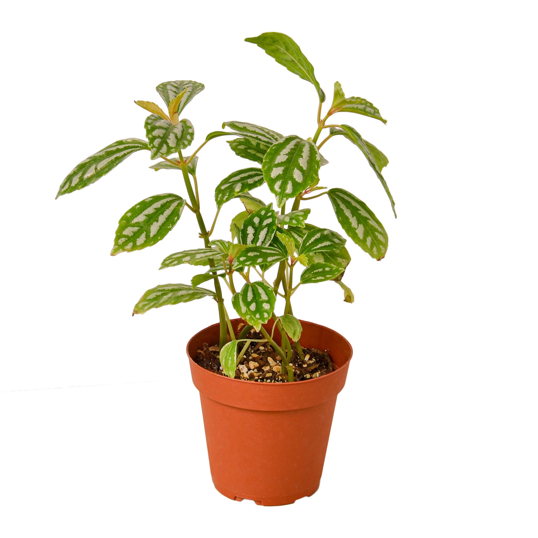 A small plant in a pot on a white background at the best nursery near me.