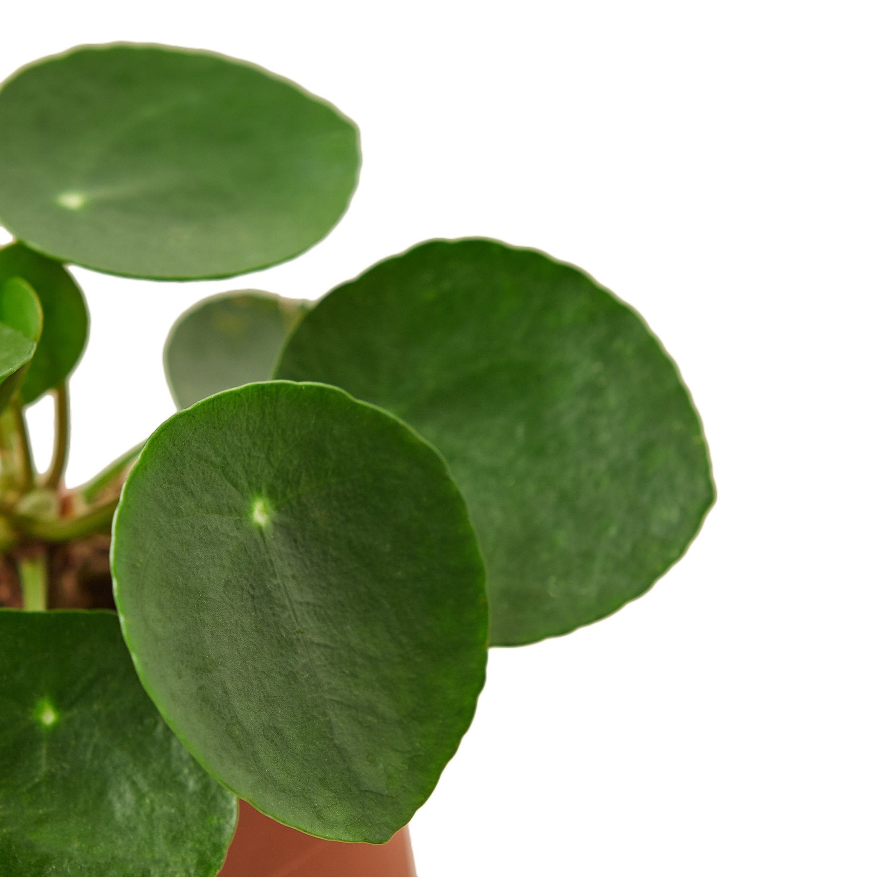 A green potted plant on a white background at a garden center.