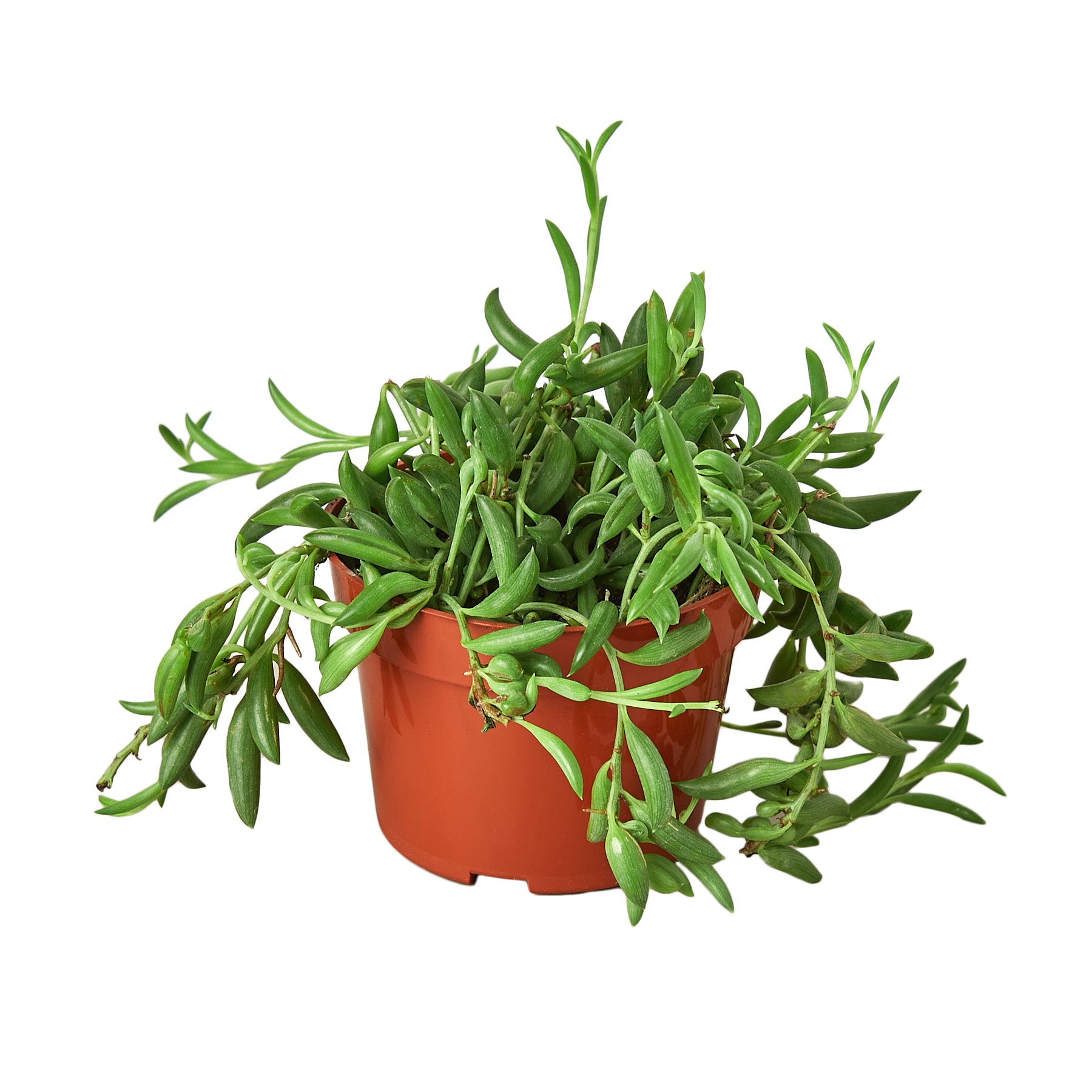 A plant pot on a white background at a garden center.