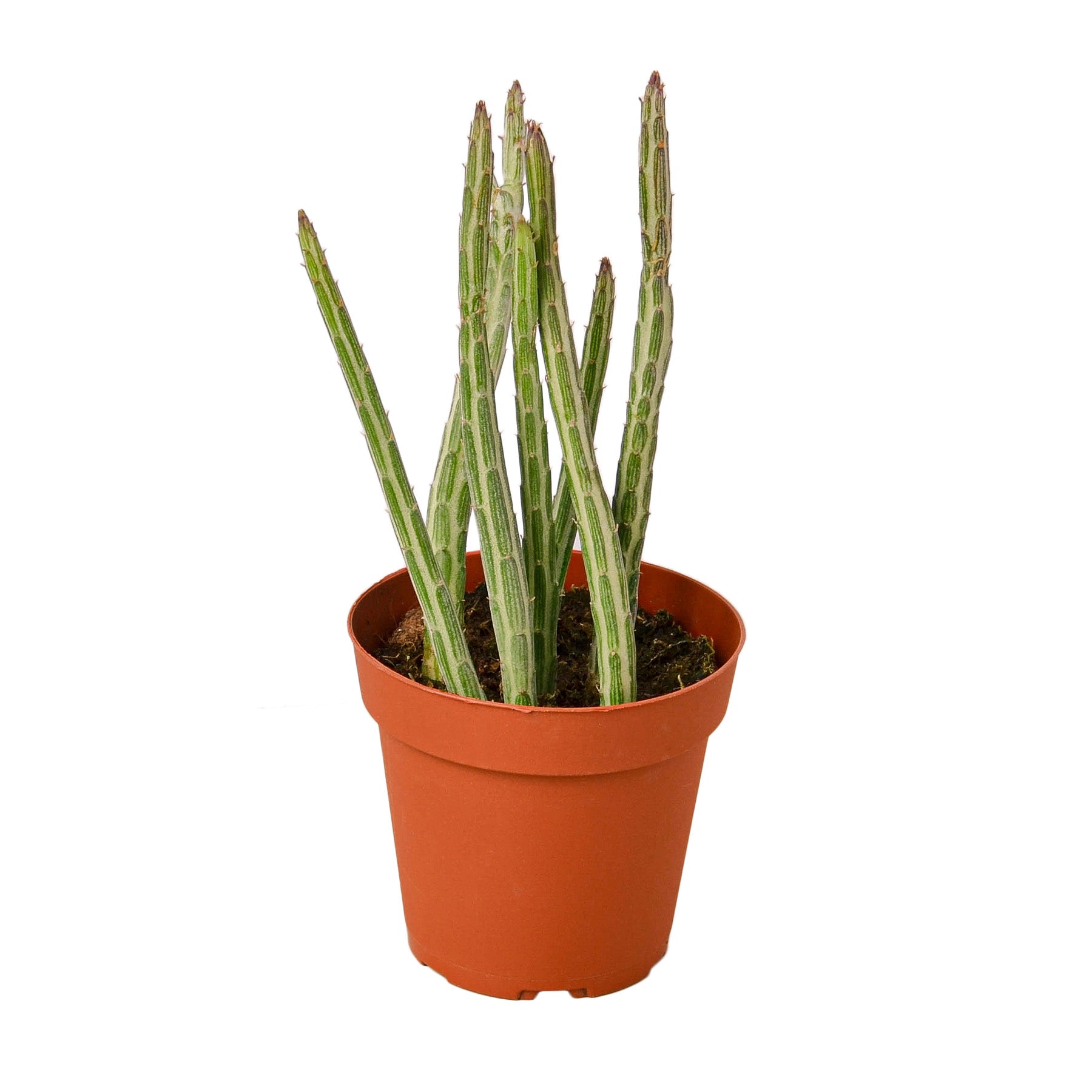 An aloe plant in a pot at a garden center.