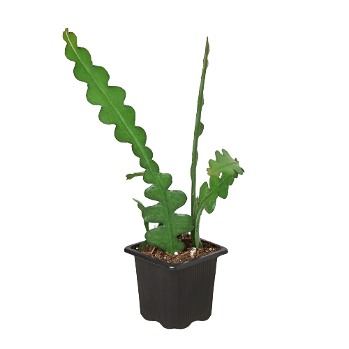 A small plant in a black pot on a black background at one of the best garden centers near me.