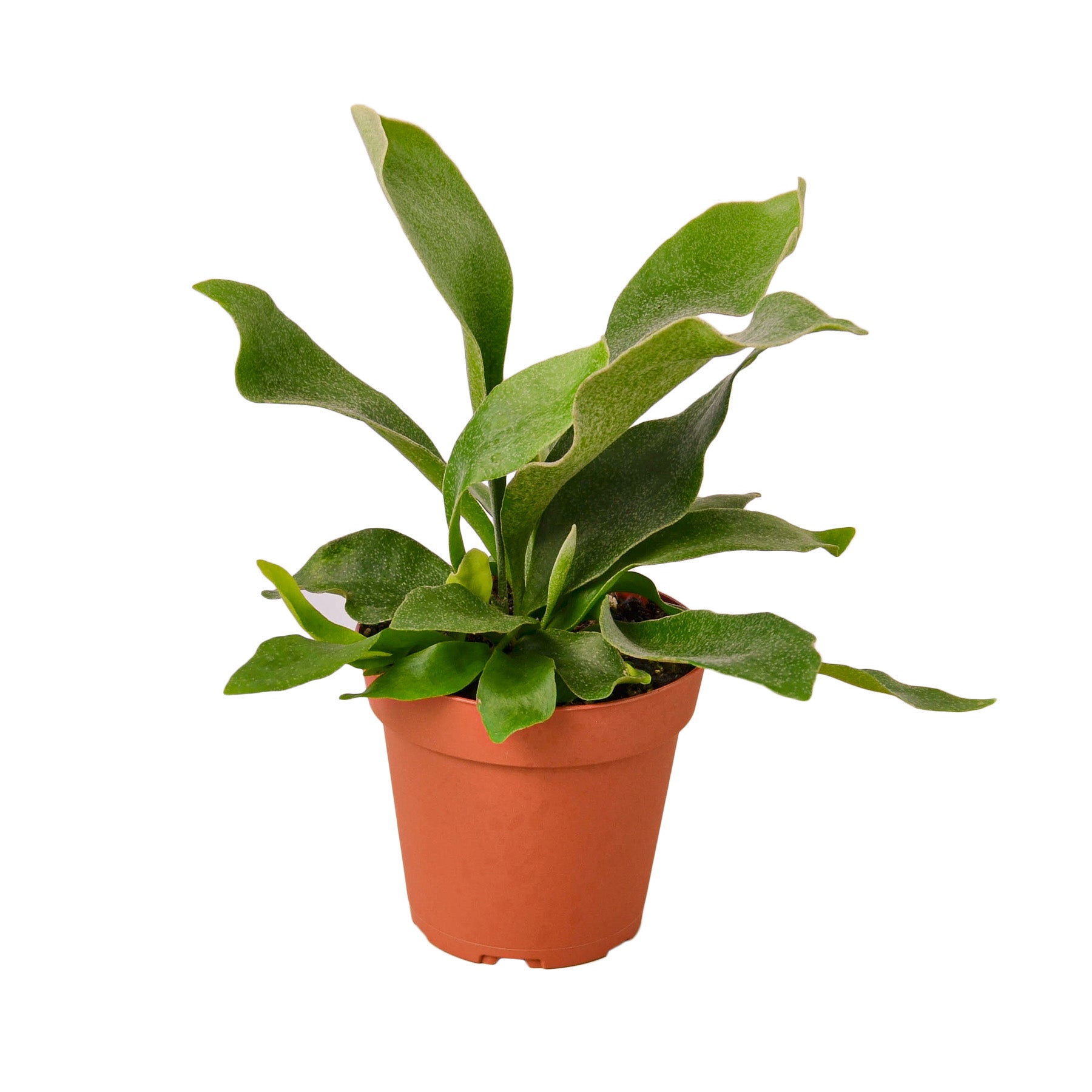 A small plant in a pot on a white background at a nursery near me.