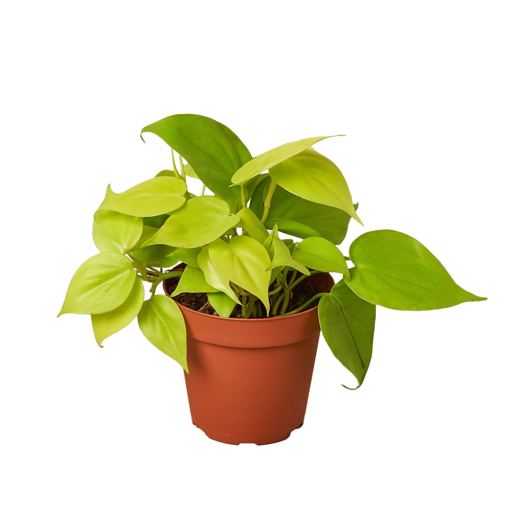 A yellow plant in a pot at a garden center near me.