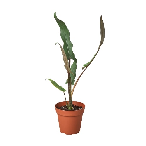 A small plant in a pot on a white background at the best nursery near me.