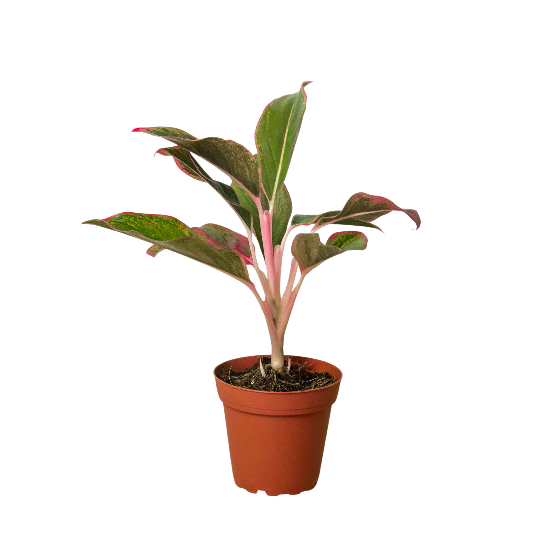 A small plant in a pot on a white background at the best plant nursery near me.