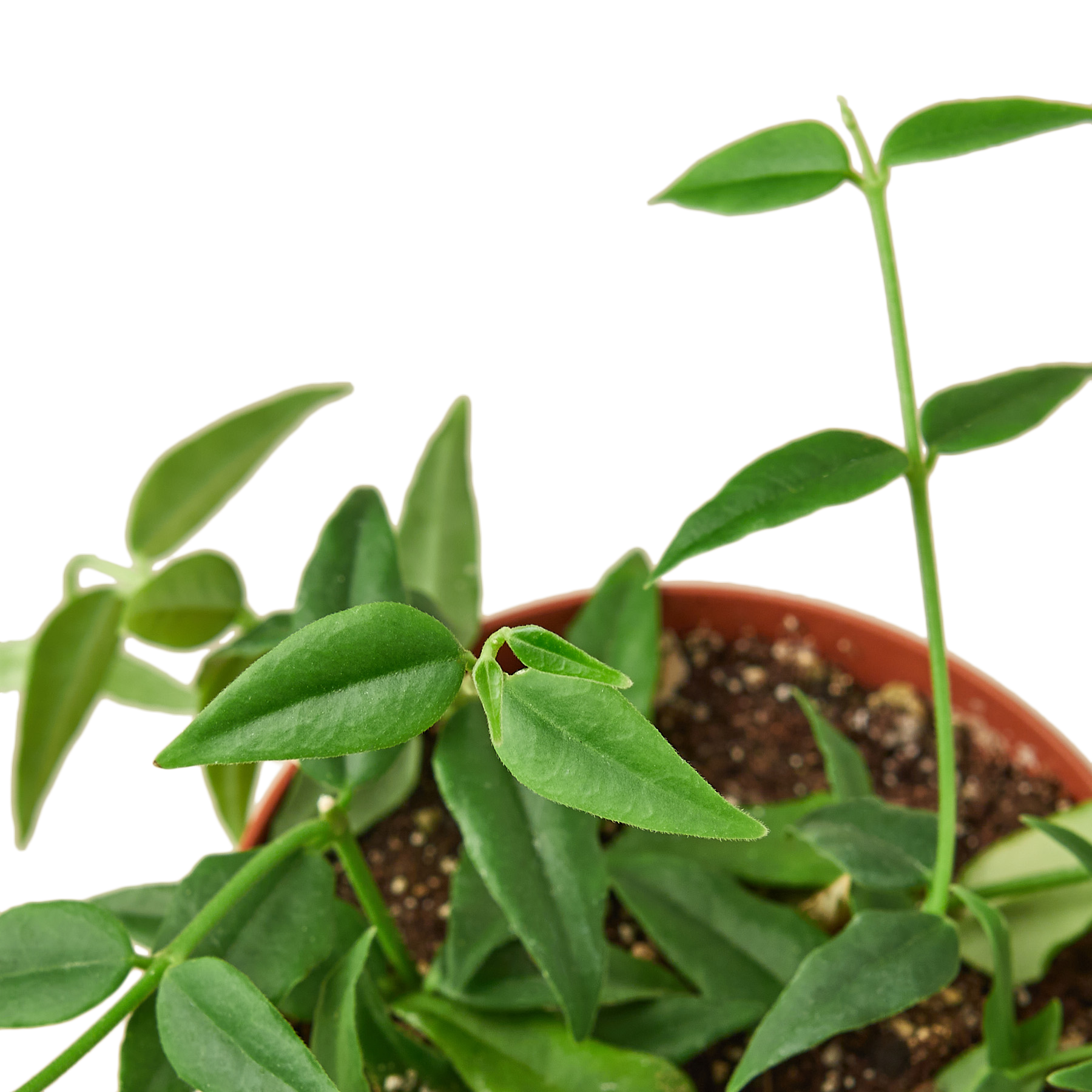 A small plant with green leaves in a pot, available at the best garden center near me.