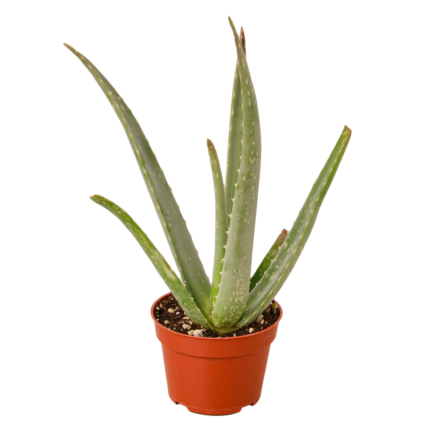 Aloe vera plant in a pot on a white background, perfect for top garden centers near me.