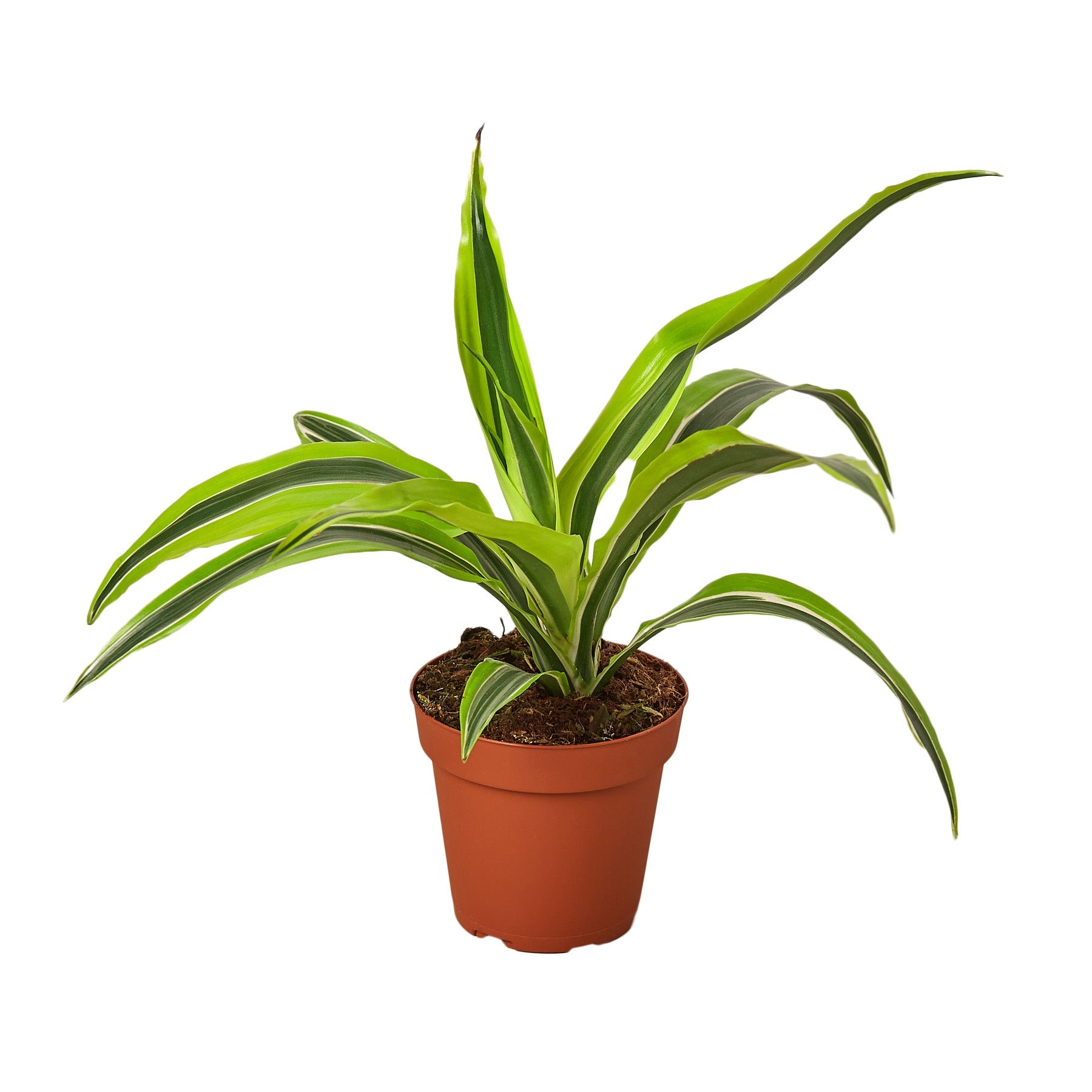 A plant in a pot on a white background available at one of the top plant nurseries near me.