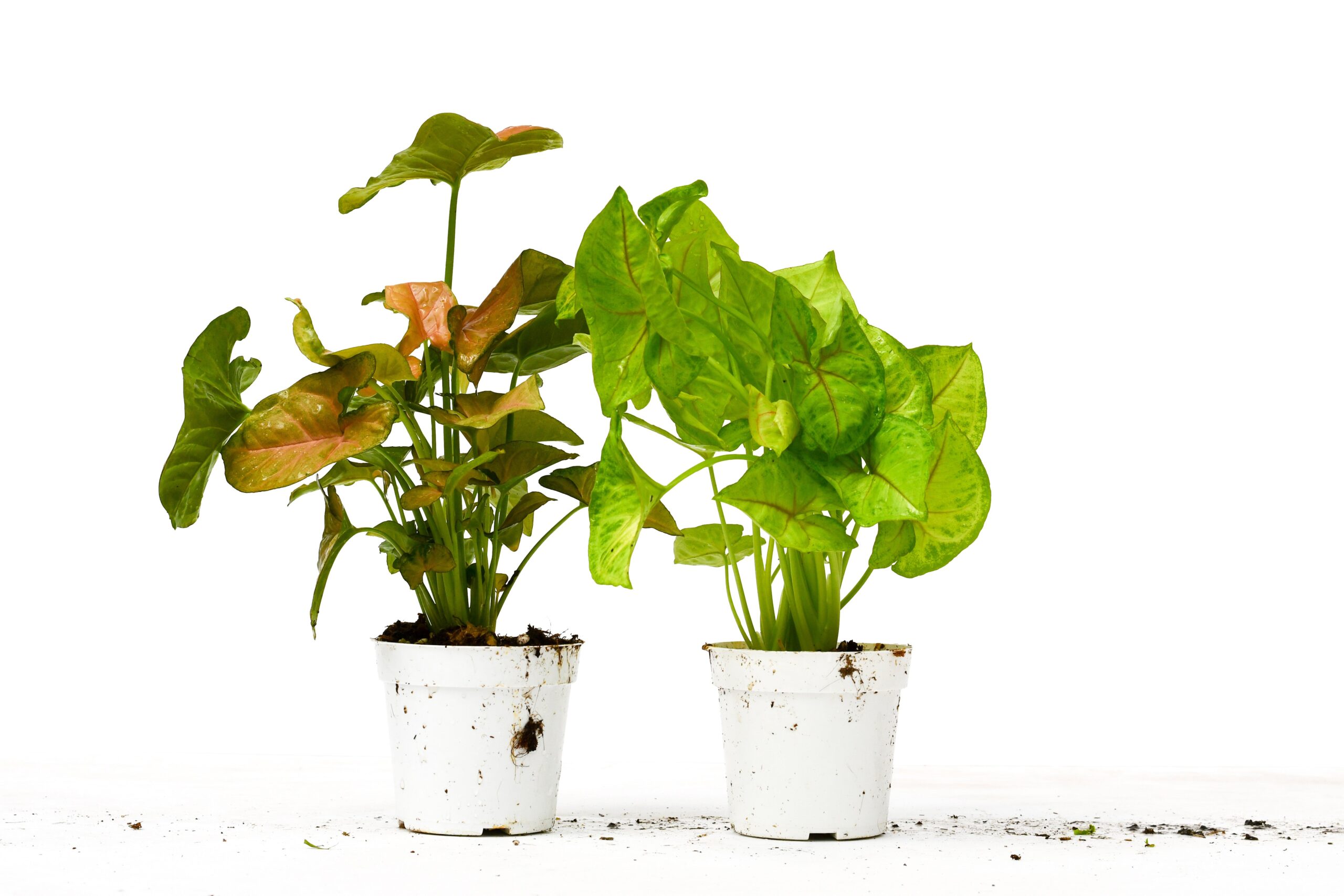 Two potted plants on a white surface at the best nursery near me.