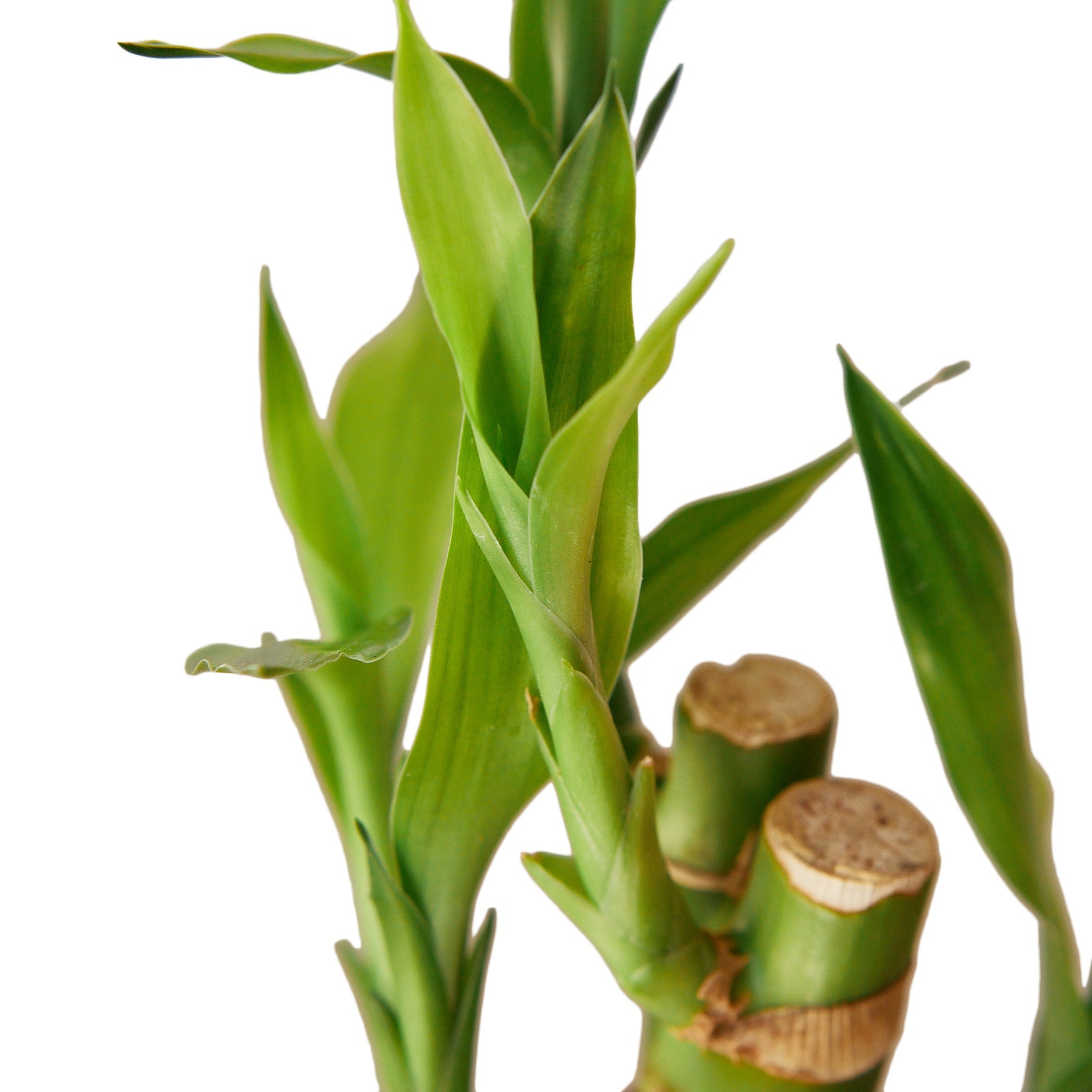 A bunch of bamboo plants in a vase on a white background, sourced from the best garden nursery near me.