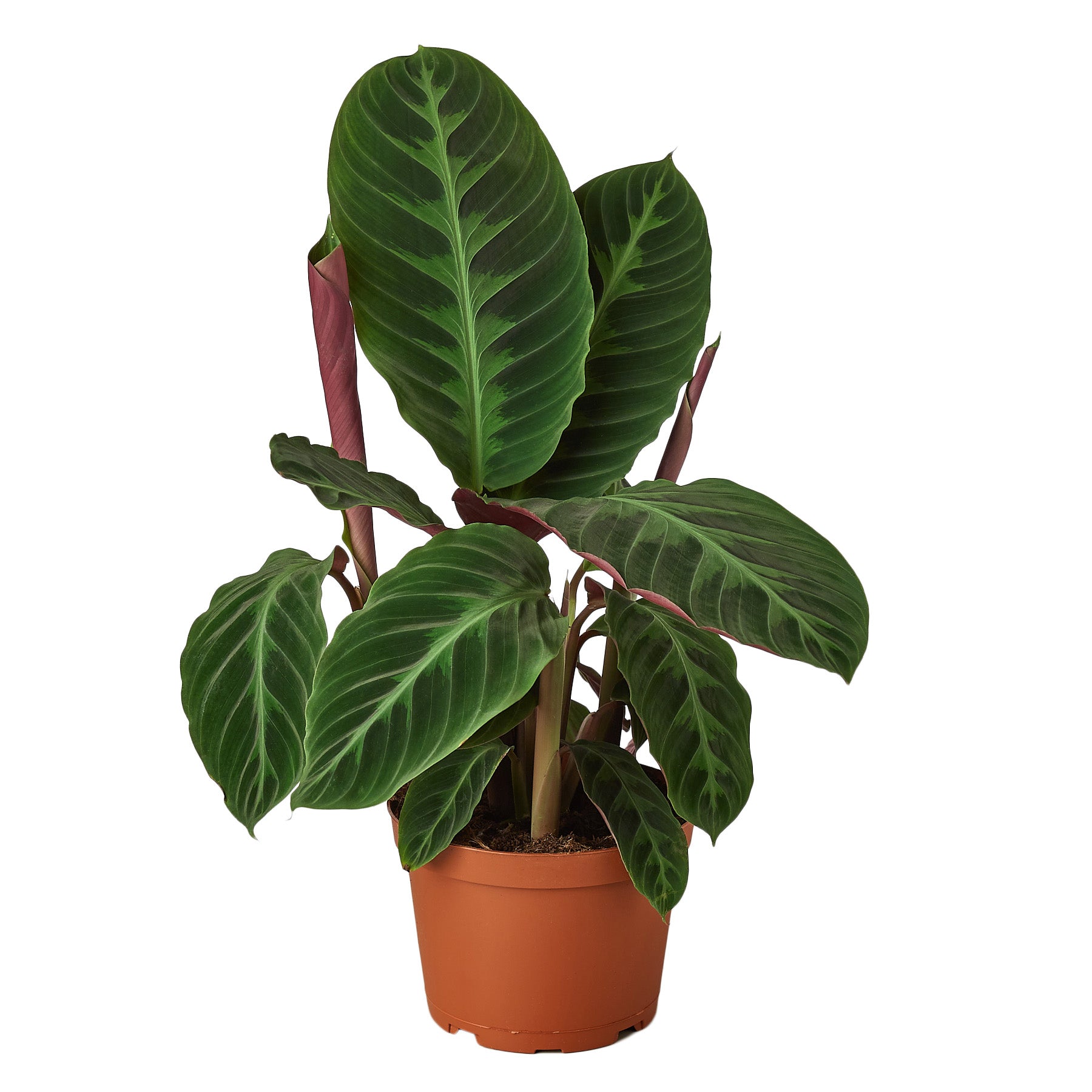 A potted plant with red leaves on a white background available at the top plant nursery near me.