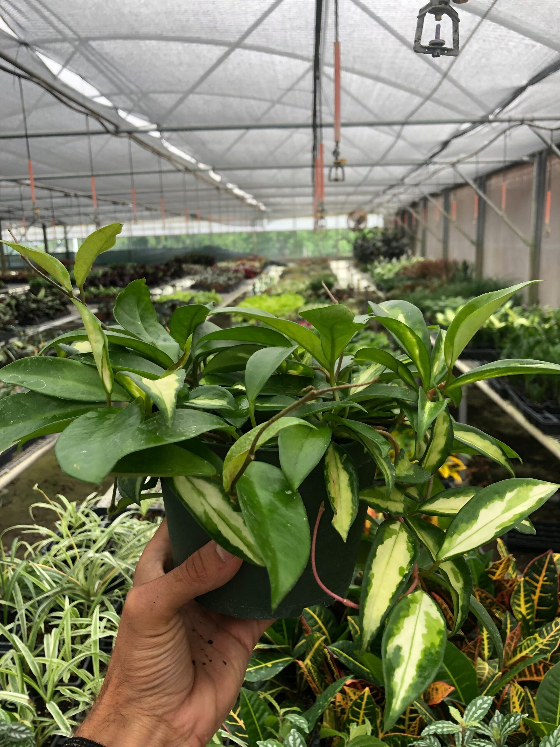 A person holding a plant at one of the top garden centers near me.