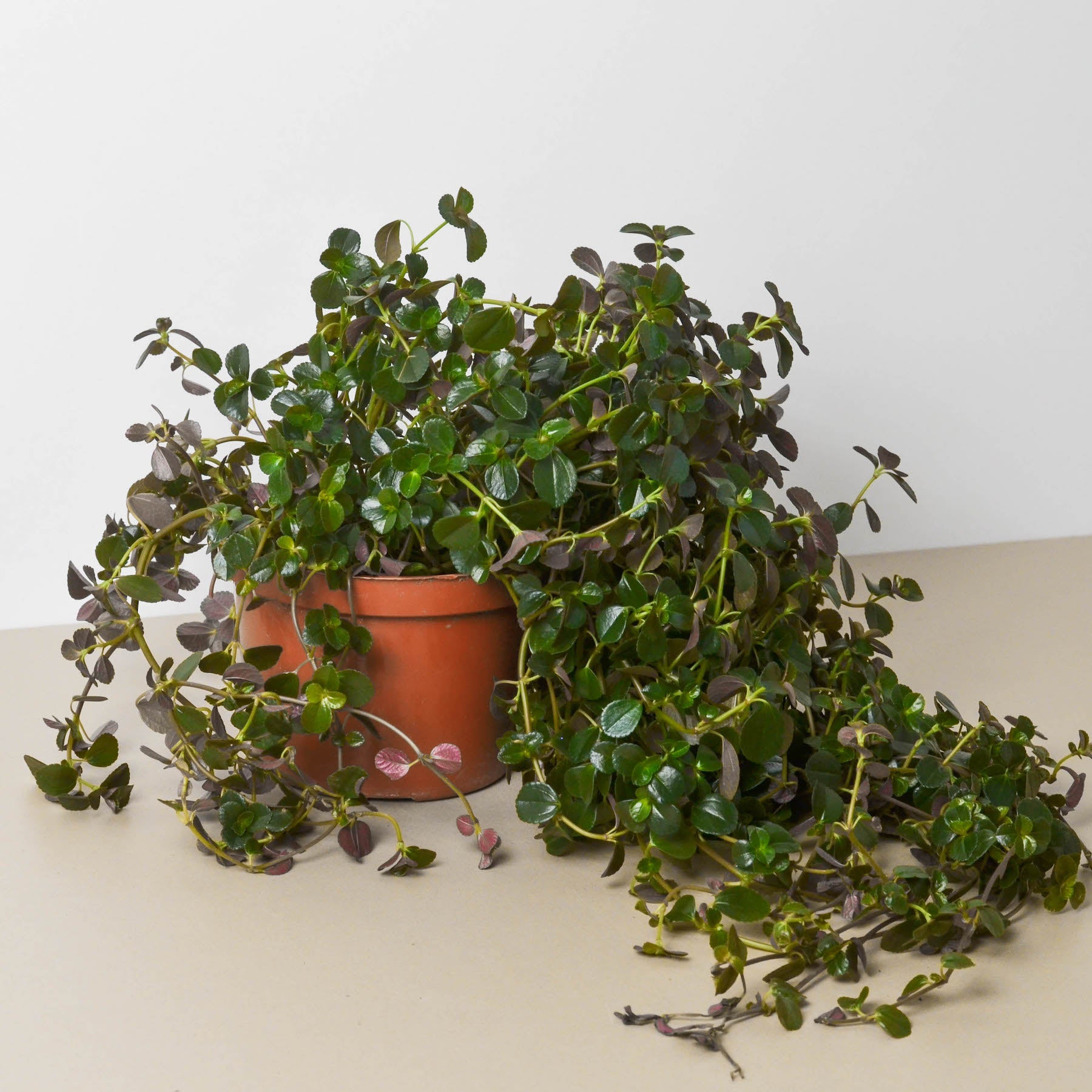 A plant on a table at a garden center.