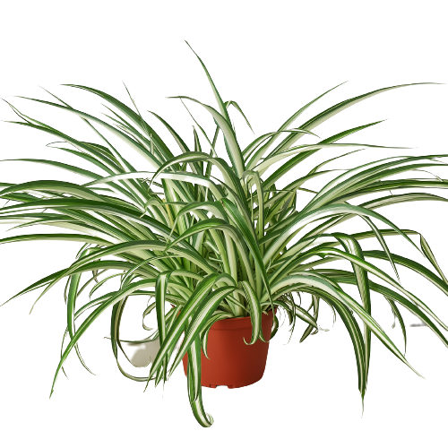 A plant in a pot on a black background at a garden center near me.