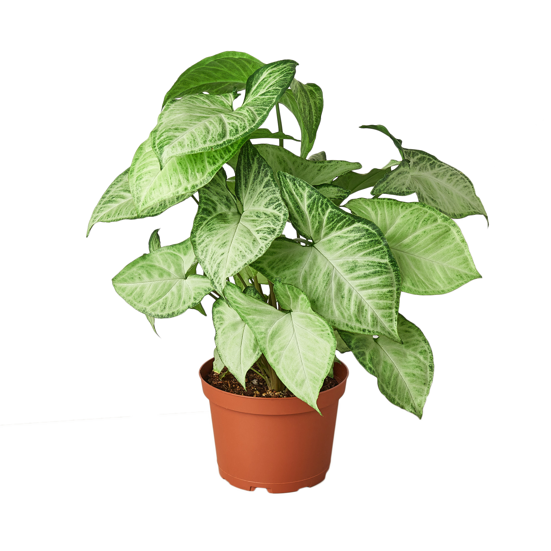 A green plant on a table at a garden center.