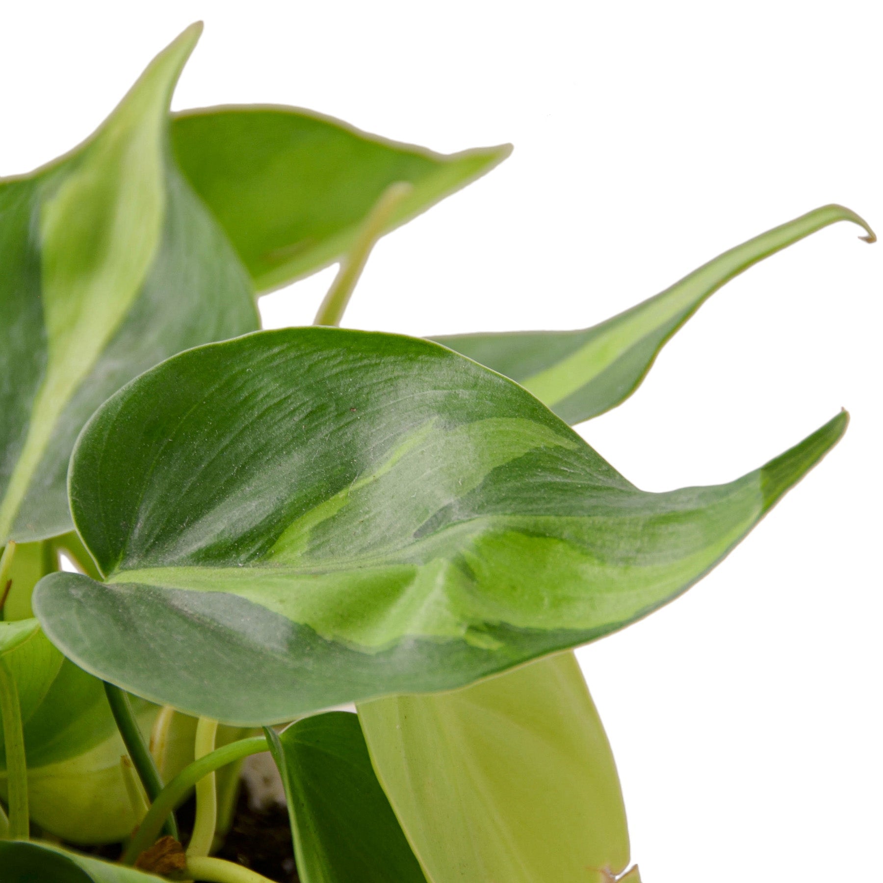 A plant with green leaves in a pot on a white background at the best garden center near me.