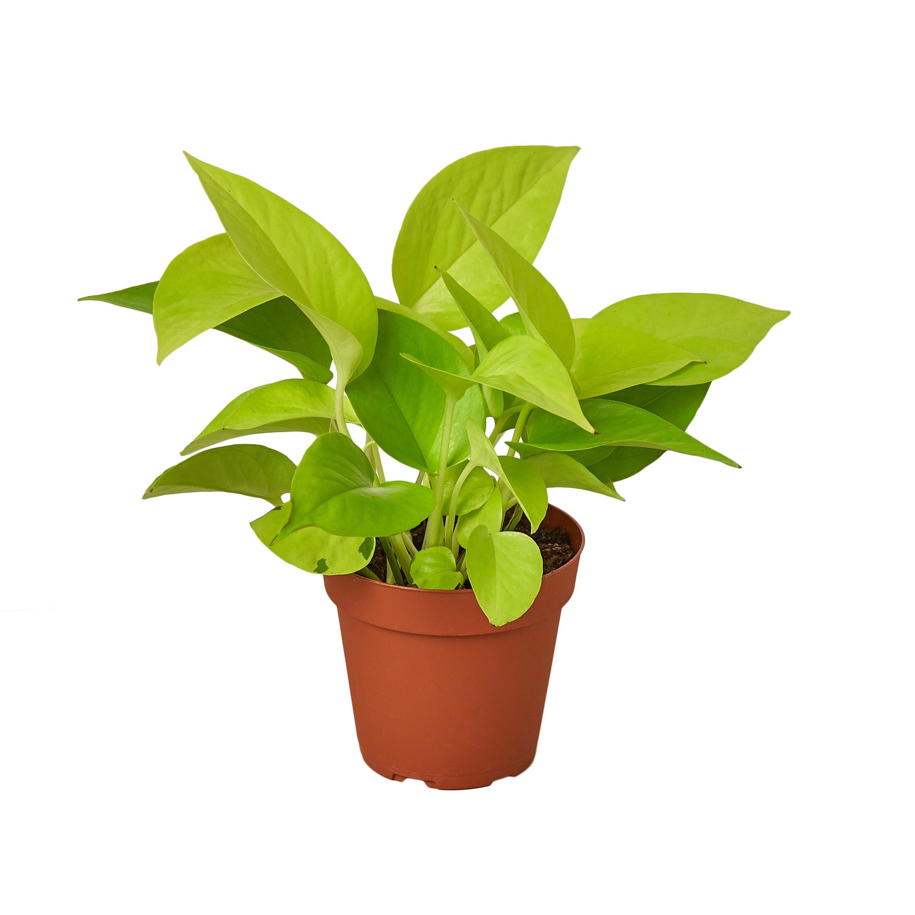 A green plant in a pot on a white background at a garden center.