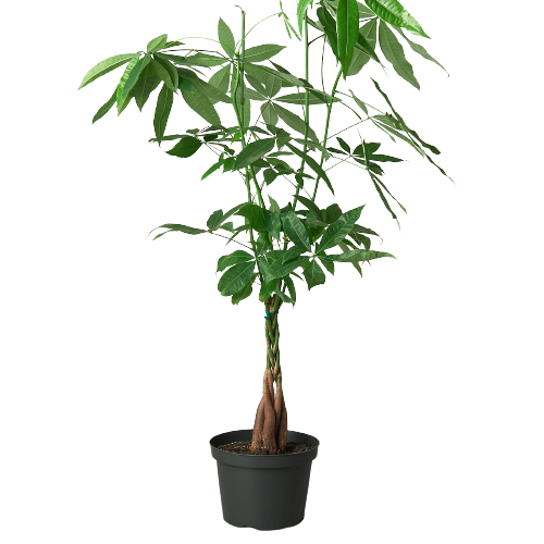 A green plant on a black background.