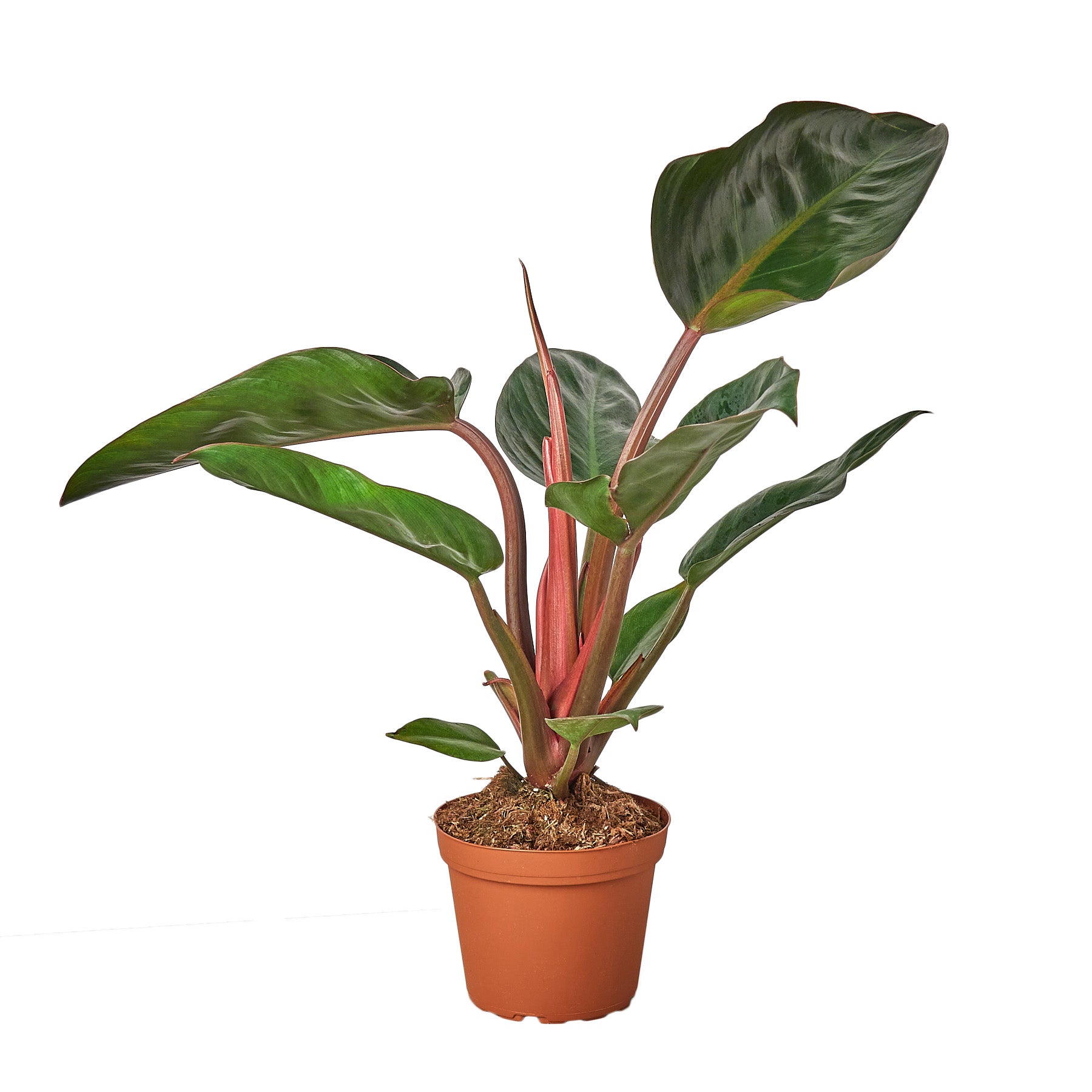 A plant in a pot on a white background at the best nursery near me.