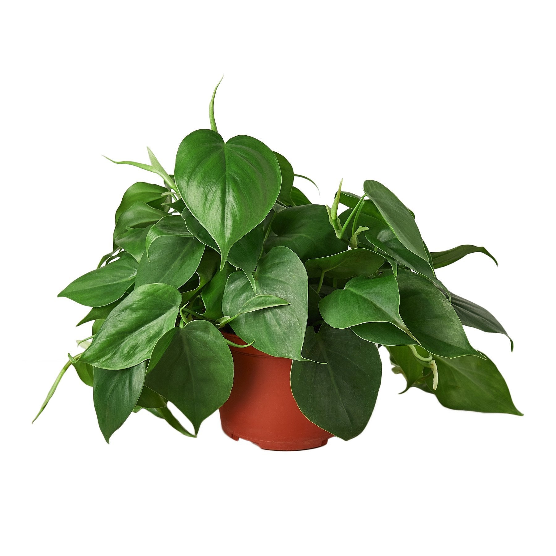 A plant in a red pot on a white background with nursery near me.