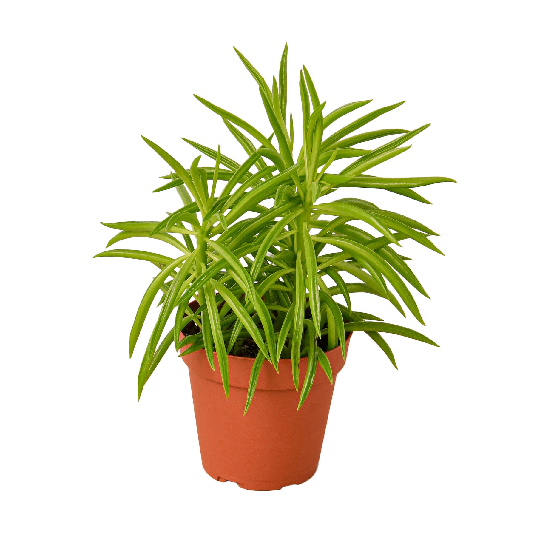 A potted plant on a white background from the best garden center near me.