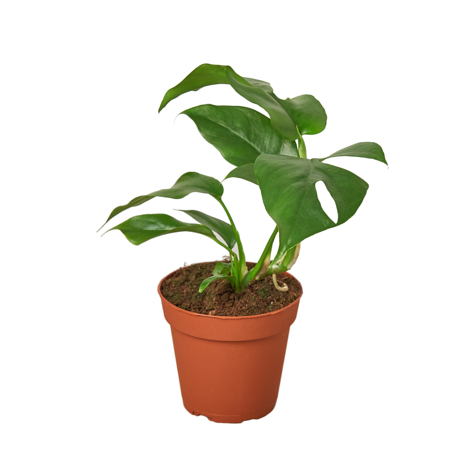 A small plant in a pot on a white background available at the best nursery near me.