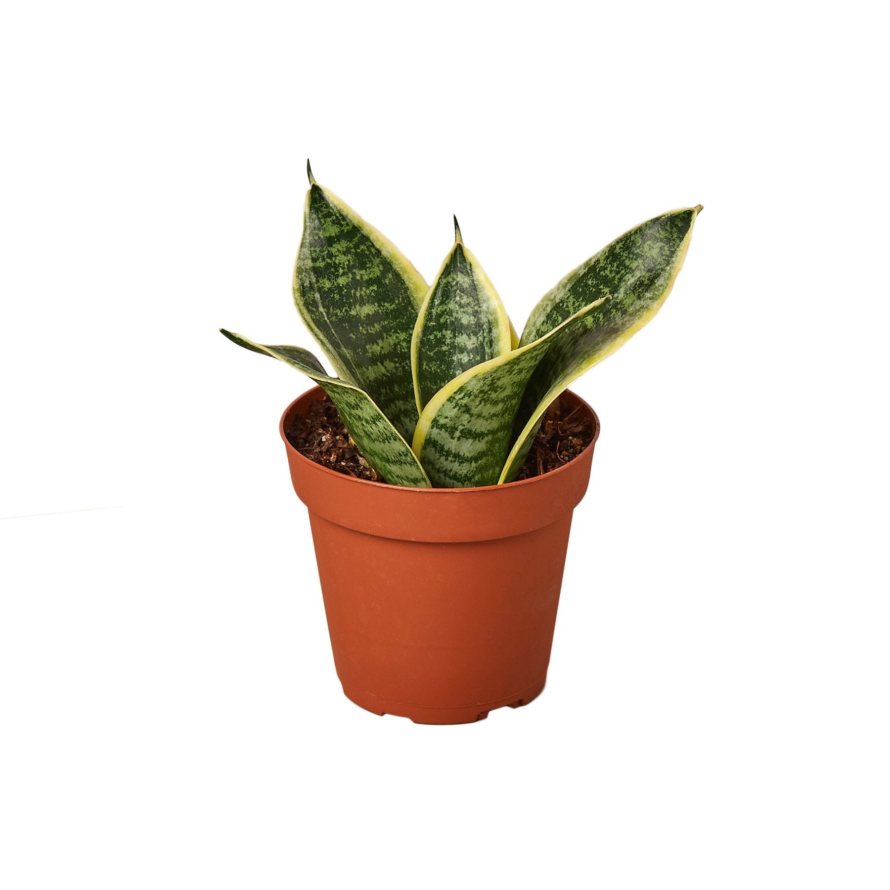 A snake plant in a pot at a nursery near me.