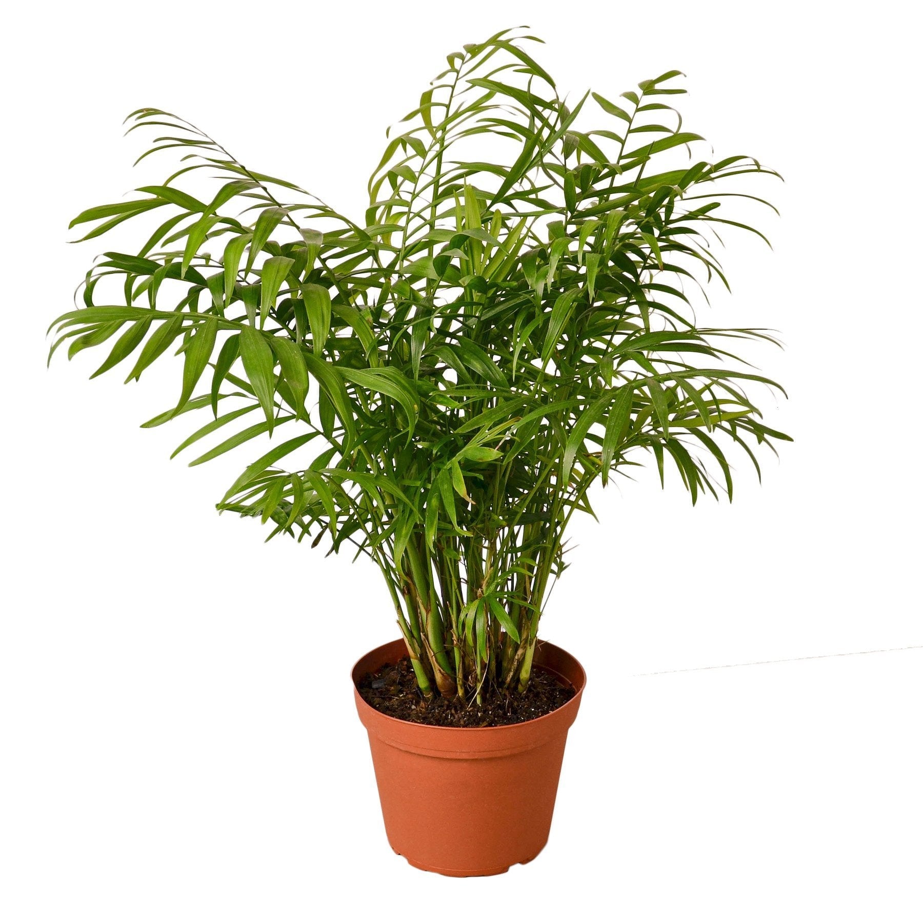 A potted palm tree on a white background.