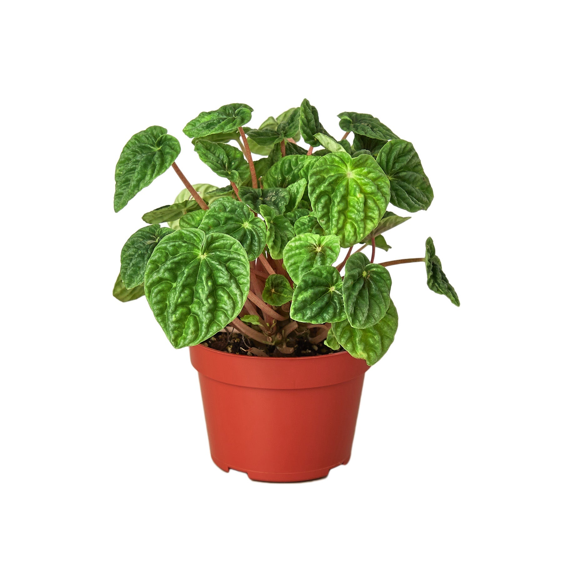 A plant in a red pot on a white background at the best garden center near me.