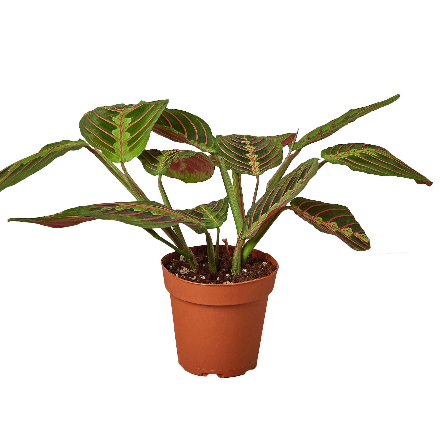 A plant on a white background with a brown pot from the best plant nursery near me.