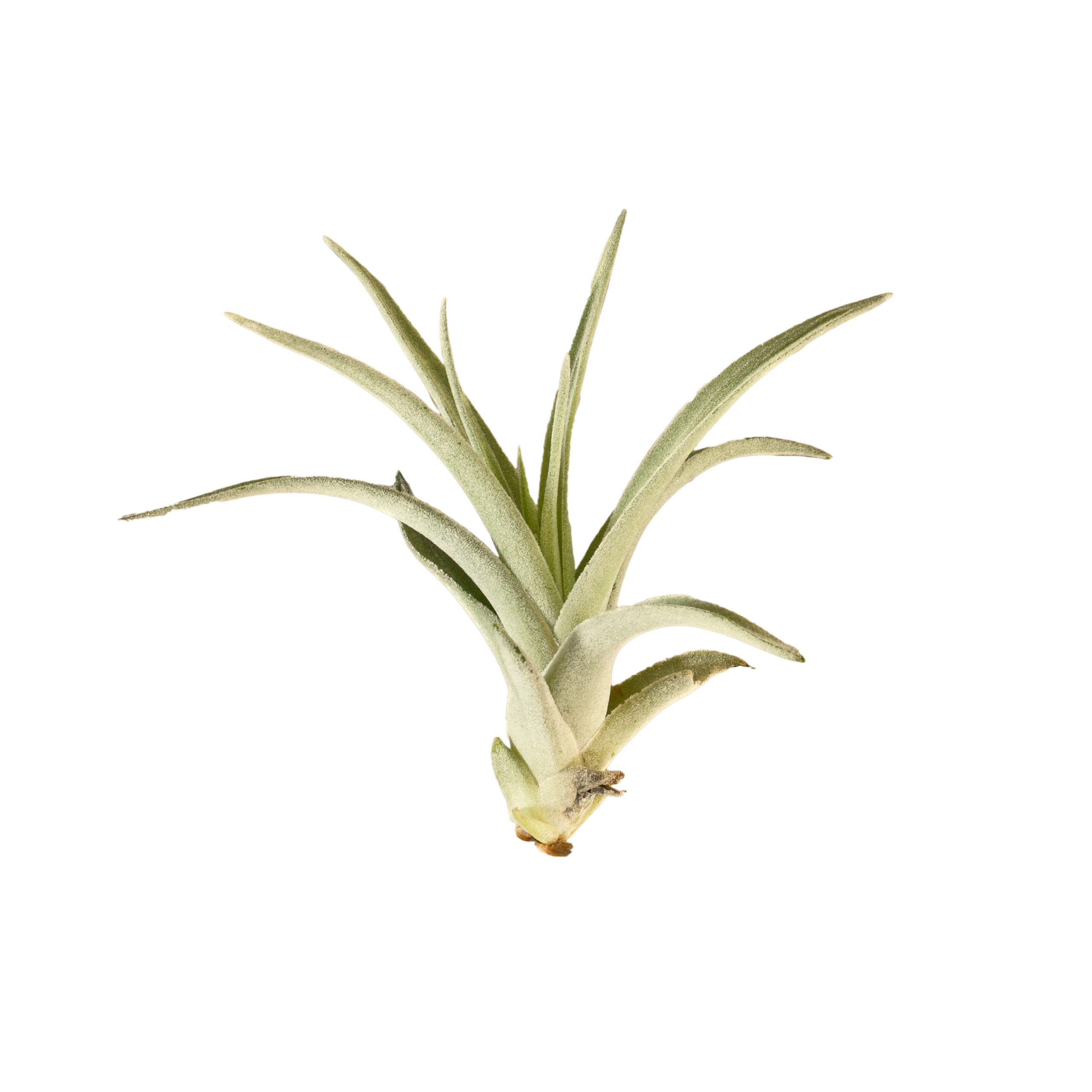 A white air plant in a garden center setting.