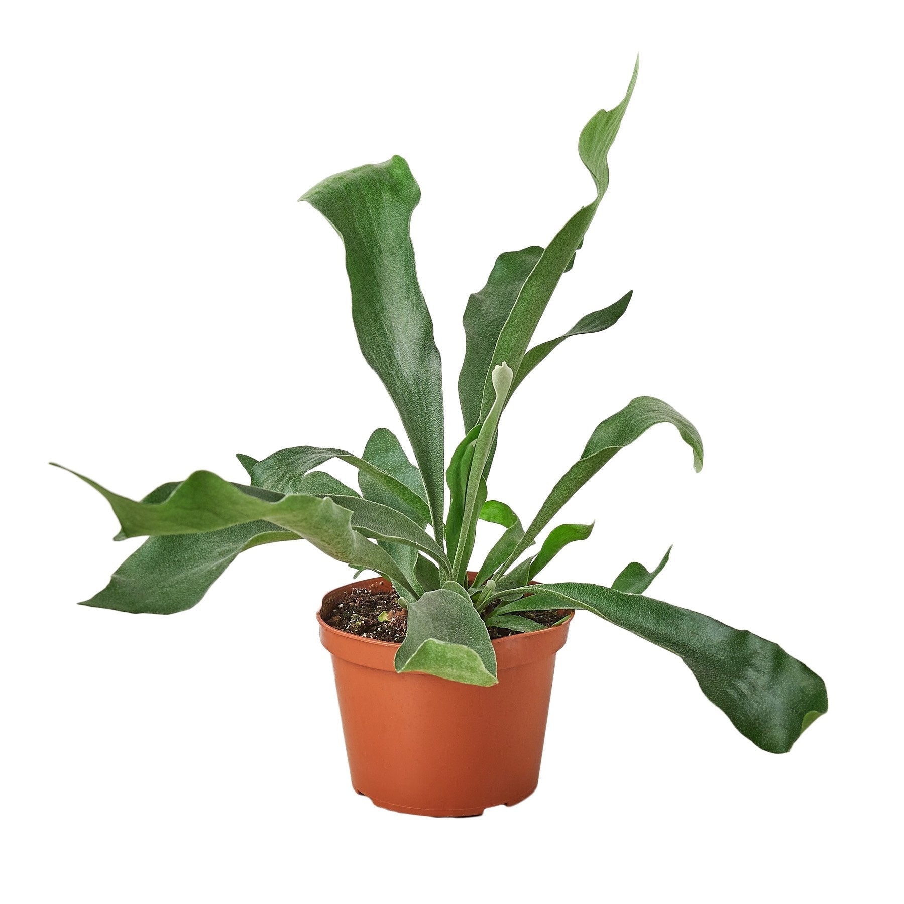 A pot plant on a white background in a garden center near me.