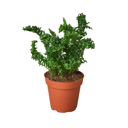 A small plant in a pot on a black background at the best nursery near me.