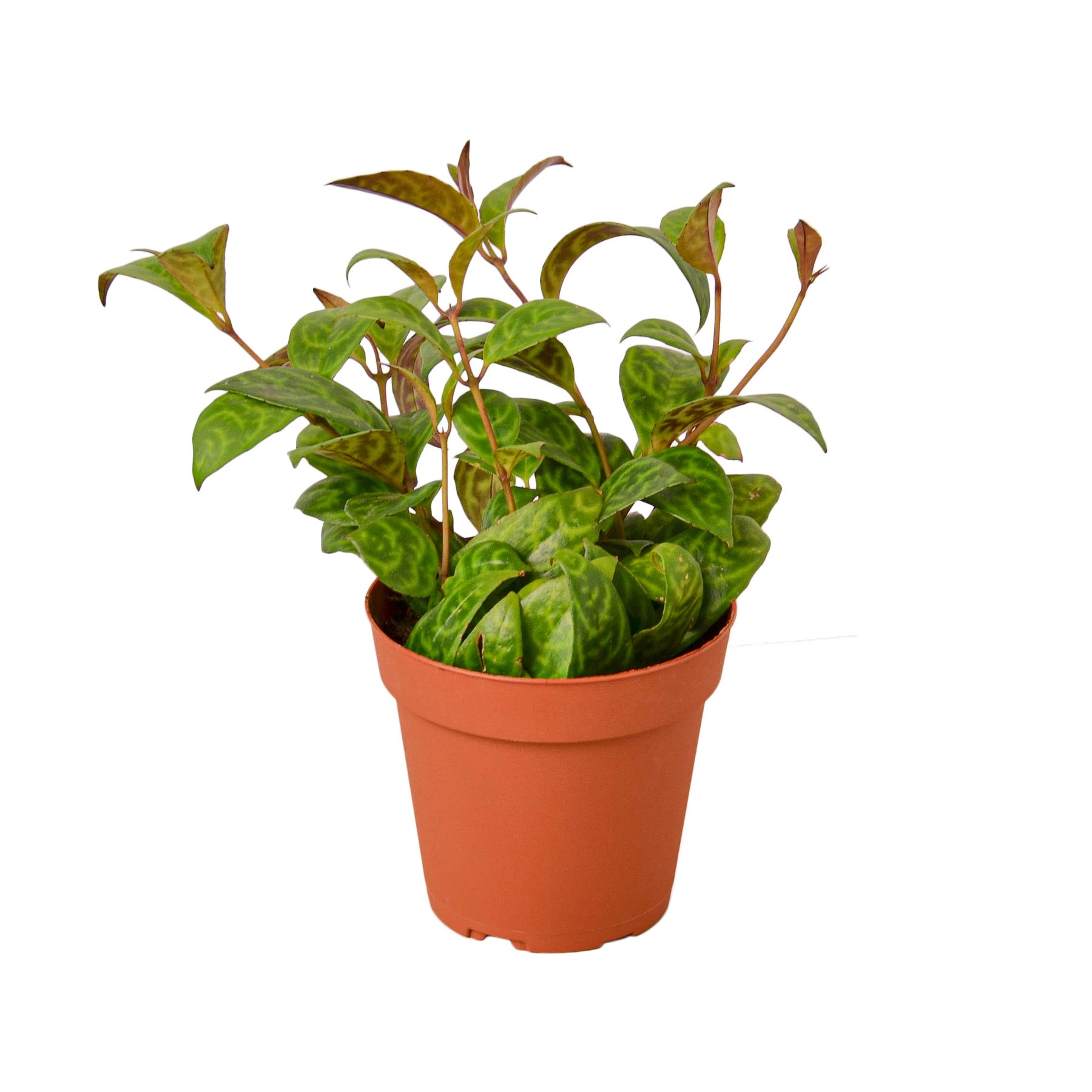 A plant in a pot on a white background from the top garden centers near me.