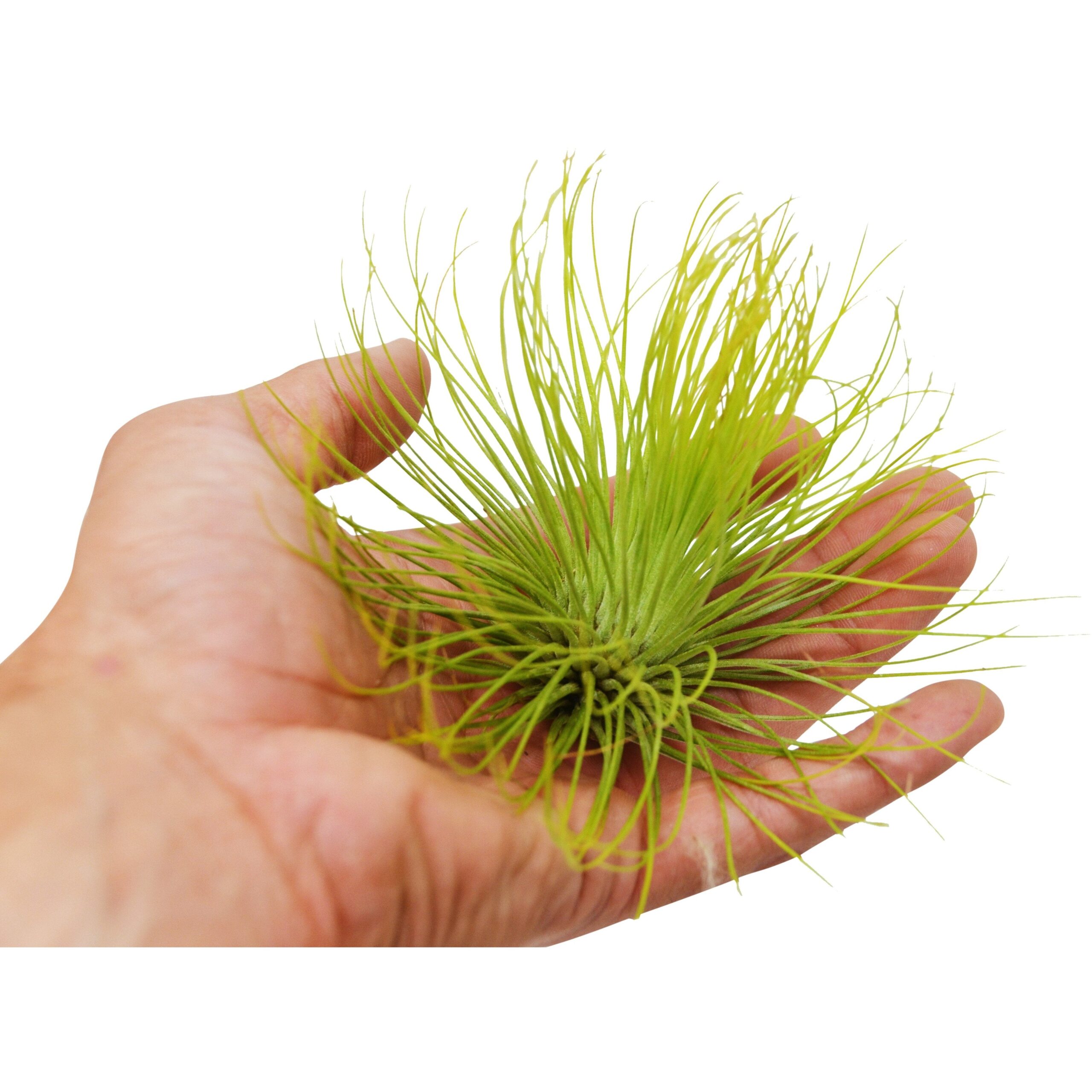 A person holding a small air plant at a garden center near me.