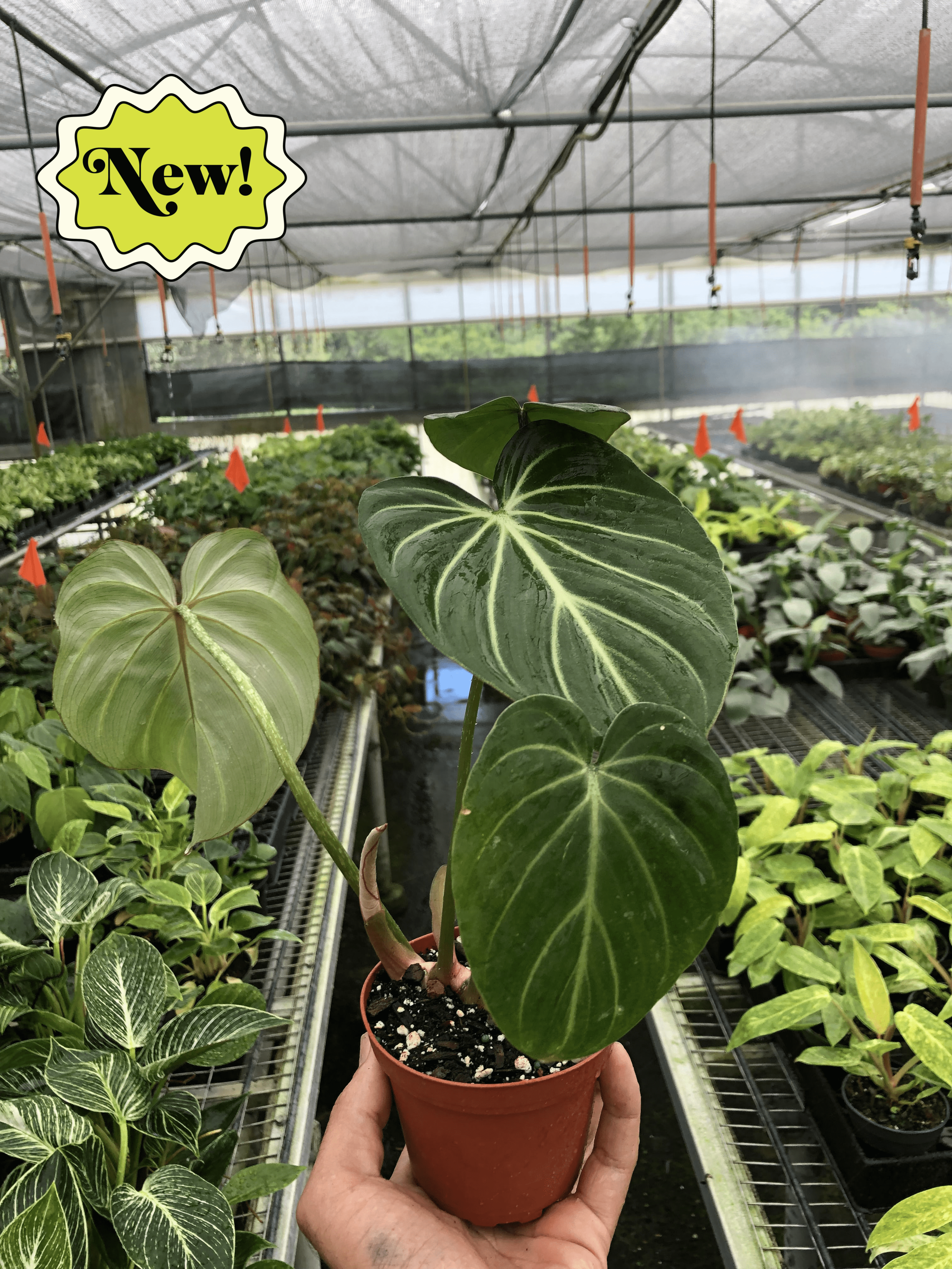 A person holding a potted plant in the best nursery near me.