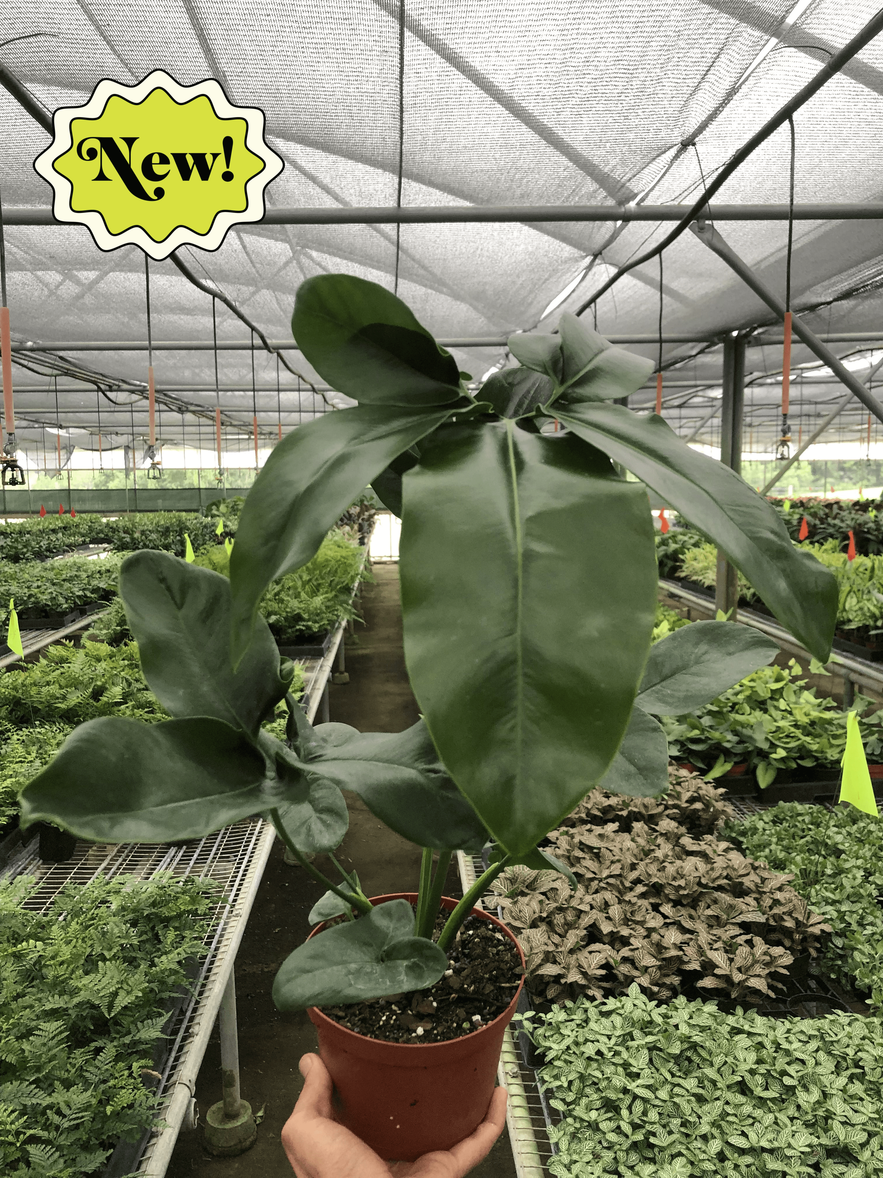 A person holding a potted plant at a garden center.